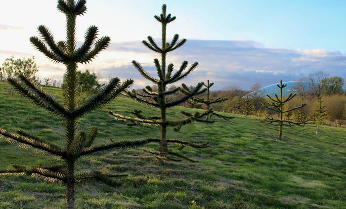 Terrific trees in The Arboretum